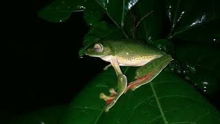 Malabar gliding frog Rhacophorus malabaricus [upl. by Ettegroeg]