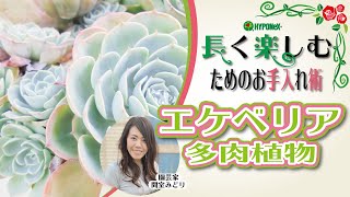 🌸24エケベリア（多肉植物）の育て方｜エケベリア秋春タイプ 冬の管理とお手入れ [upl. by Emerej]