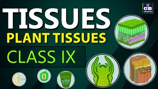 Plant TISSUES  TISSUES chapter Class 9th biology  Ncert class 9 cbse 9 Biology syllabus [upl. by Haseena108]