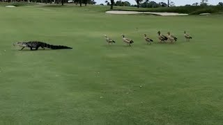 Geese Chase Alligator Across Golf Course [upl. by Llewxam518]