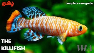 KILLIFISH  COMPLETE CARE GUIDE IN தமிழ்  WLA [upl. by Claybourne]