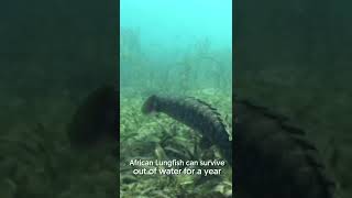 The African Lungfish  Underground Survivalist Fish  Facts  shorts animalplanet [upl. by Doowrehs]