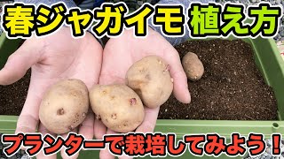 【家庭菜園】じゃがいもの植え付け、プランターで簡単に栽培できます！ [upl. by Ellehcin]