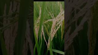 Stem borer control in Paddy వరి పంట  🌾 rice telugufarmer VMAs trump [upl. by Lleinnad]