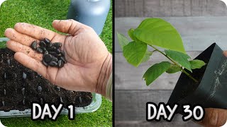 FASTEST Way to Germinate Cherimoya at Home Amazing Method  Tonis Organic Vegetable Garden [upl. by Ydarg]