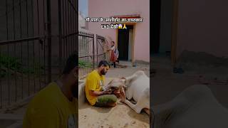 गौ माता के आशीर्वाद का चमतकार END देखो😱🙏cow cows cowvideos youtubeshorts cowstory girl yt [upl. by Jola281]