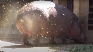 AMAZING HIPPO POOPING SPINNING TAIL  ONE OF A KIND FOUNTAIN BURST OF EPIC PROPORTIONS [upl. by Hartwell]