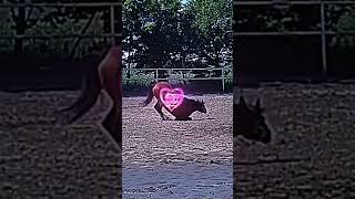 do końca horse equestrian funny edit pony mypony love magic horsepower [upl. by Carn]