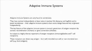 46 Defenses Evolution of the Vertebrate Immune System [upl. by Adnilrev]