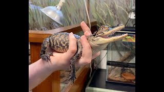 Barrier Island Environmental Education Program Herpetology Adventure Class 2020 [upl. by Annaiel]