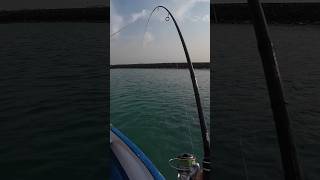 Subscribe for more…ultralight fishing fishing angler uae [upl. by Hajidak]