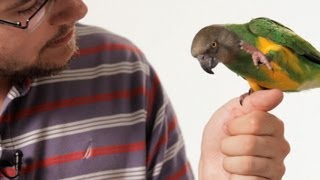 How to Teach Your Parrot to Talk  Parrot Training [upl. by Frodeen582]