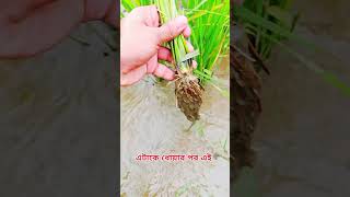 poaceae গোত্রের বৈশিষ্ট্য মনে রাখো সহজে।। [upl. by Nevart]