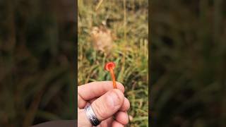 The Most Satisfying Mushroom Picking ASMR 🍄 [upl. by Aliuqet466]