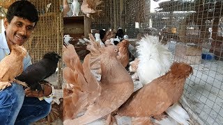 Exclusive Fancy Pigeons Species  Quick Budgies Parrot Breeding Progress [upl. by Hendry]