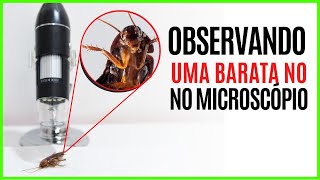 VEJA O QUE ENCONTREI no Microscópio Digital 1600x  Observando Barata no Microscópio Digital [upl. by Trev10]