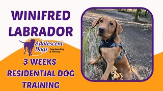 Winifred the Labrador Puppy  3 Weeks Residential Dog Training [upl. by Loretta160]