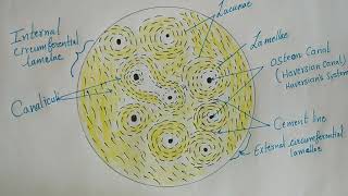 Histology of Compact Bone [upl. by Carena]