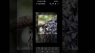 Mobile Photography with Apexel 100 mm macro lens Macro photography with mobile [upl. by Aicilegna193]