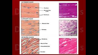 Cardiac muscle vs skeletal muscle [upl. by Eltsirc]