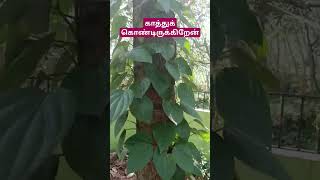 காத்துக் கொண்டிருக்கிறேன் tamil கன்னியாகுமரி agriculture vedaranyam [upl. by Dur577]