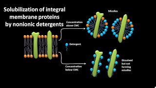 Solubilization of integral membrane proteins by nonionic detergents [upl. by Eirod]