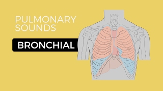 Bronchial Breath Sounds Animation  EMTprepcom [upl. by Latterll]