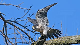 Falco peregrinus PEREGRINE FALCON behavior 3046982 [upl. by Ylam]