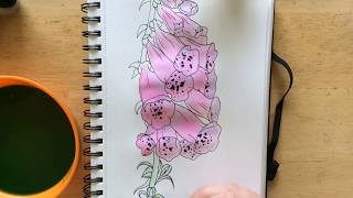 Drawing Foxgloves Drawing Ink [upl. by Nlocnil984]