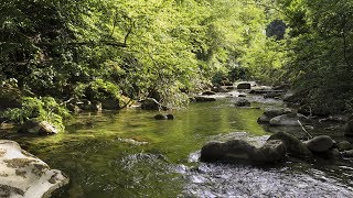 Brown Trouts on Dry Fly [upl. by Giliane]