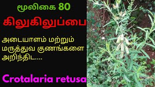 கிலுகிலுப்பை மூலிகை செடிkilukiluppai plantCrotalaria retusa [upl. by Dadelos434]