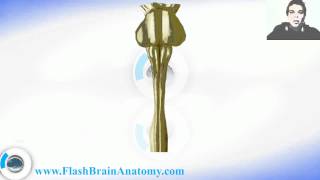 Medulla Spinalis  Spinal Cord Anatomy [upl. by Nylasoj42]