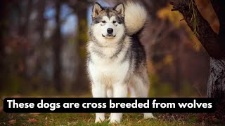 🐩TOP 10 Rare Crossbreeded Dogs Created my Man  Animal lovers [upl. by Sremmus160]