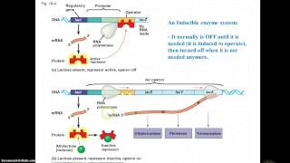 Inducible amp Repressible operons [upl. by Kemme]