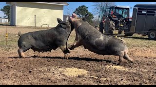 FIGHTING PIGS This happens every time  Raising Pigs On Pasture [upl. by Stedt]