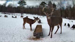 Birdwatching Buck [upl. by Fina]