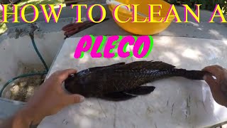 HOW TO CLEAN A PLECO  PLECOSTOMUS [upl. by Burny]