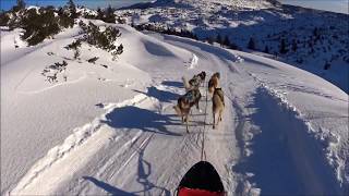 Sleddog sullAltopiano di Asiago  Escursione con i cani da slitta sulla neve  Gennaio 2018 [upl. by Browning32]