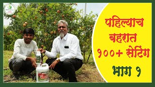 पहिल्याच बहरात १०० सेटिंग भाग 1 Rama Agrotech [upl. by Vange572]