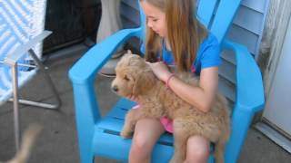 Ella our goldendoodle surprise [upl. by Buffum]