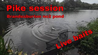 Brandesburton pond no2 pike session Oct 2024 [upl. by Maureen303]