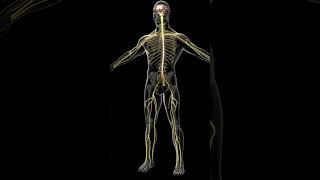 Basics of Peripheral nervous system [upl. by Mallorie]