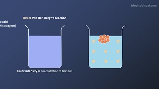 Van Den Berghs Reaction  Direct vs Indirect Bilirubin  Bilirubin metabolism [upl. by Tlevesor]