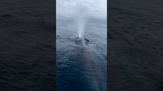 Захоплюючий момент з китом🐋💙WhaleMoment BlueOcean Кит Вода OceanLovers whale whales vlog [upl. by Roter207]