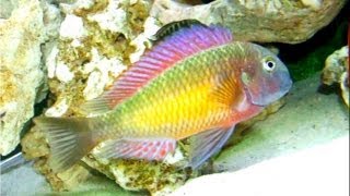 Tropheus sp Kasanga Tropheus Moorii Red Rainbow [upl. by Erdnua]