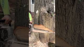 Dangerous tree cut down near the house 🏠 outdoors treecutting arborist [upl. by Creight]