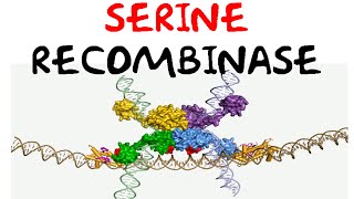 Serine recombinase [upl. by Berti]