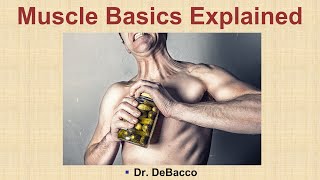 Muscle Basics Explained [upl. by Llecrup]