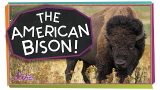 Meet the American Bison [upl. by Odnamla]