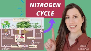 NITROGEN CYCLE A level biology AQA Saprobionts nitrogenfixing ammonification amp nitrification [upl. by Orran639]